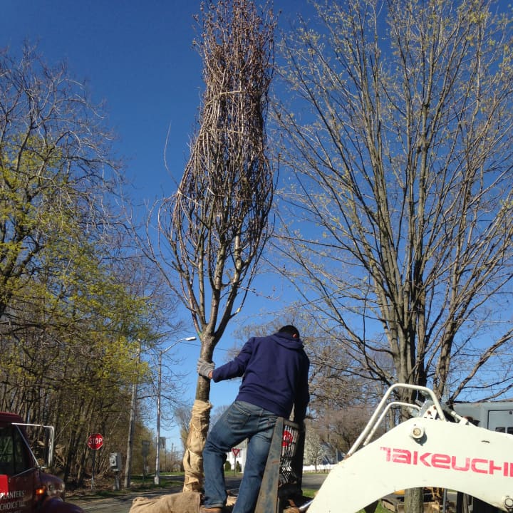 The Tree Conservancy of Darien completes its two-day installation of 11 cherry trees and two magnolias along Ledge Road near exit 10 of I-95.