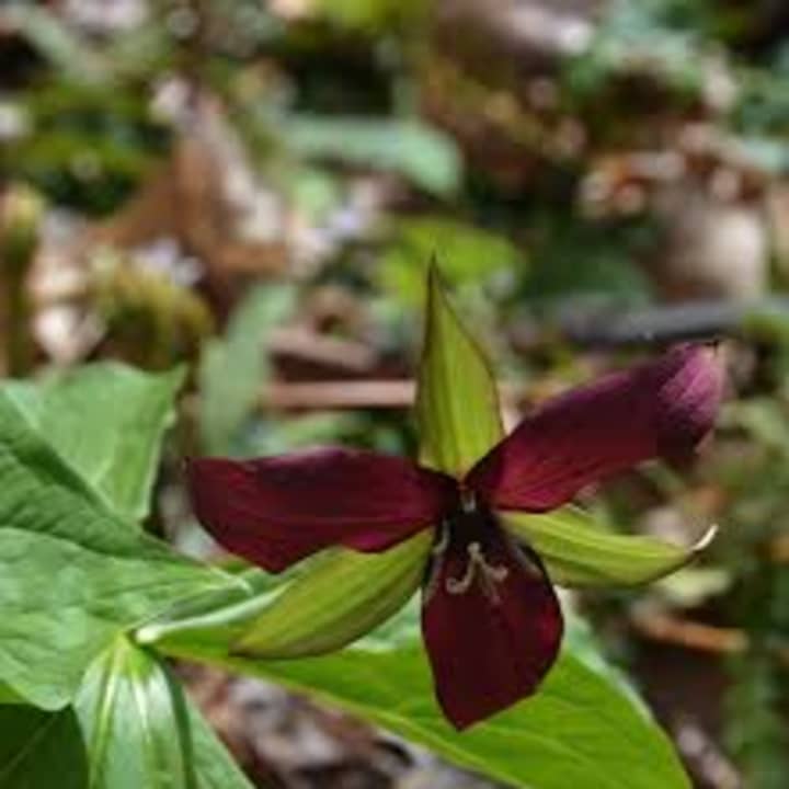 Purple Trillium, one of our native spring wildflowers.