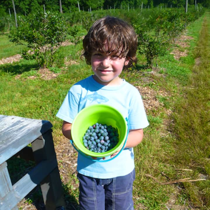 A small hiker takes part in blueberry picking at Aspetuck Land Trust. The next &quot;Blueberry Adventure&quot; hike will be held Saturday, July 12.