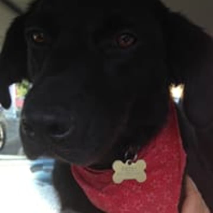 Belle, a 10-month-old retriever or maybe border collie, is available for adoption with a Westport group. 