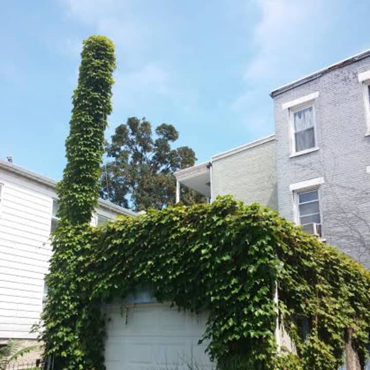 This giant vine chair is located at a home in Hastings-on-Hudson. Have you seen it?