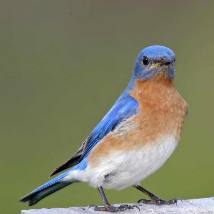 The Putnam Highlands Audubon Society and the Putnam Valley Grange will teach families about bluebirds on Sunday, Sept. 28.