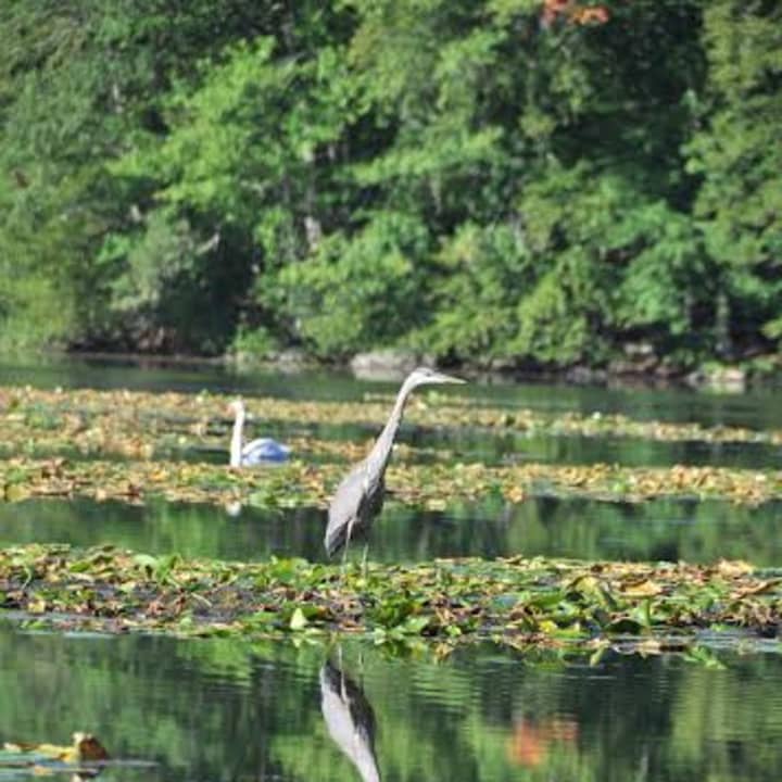 A swan and a blue heron relax in a pond. 