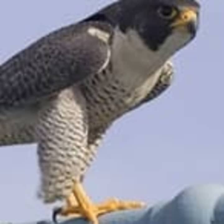 Watch a live falcon demonstration by Jim Eyring, assistant director of the Pace University Environmental Center in Pleasantville and master falconer. 