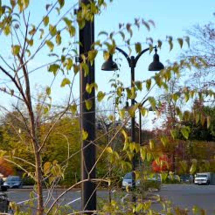 The Tree Conservancy of Darien planted 14 China Snow Tree Lilacs in the CVS parking lot islands.