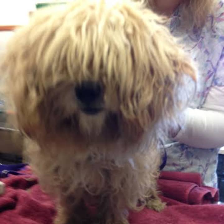 The Putnam County SPCA is investigating an abandoned dog found in a women&#x27;s restroom near Pelton Pond