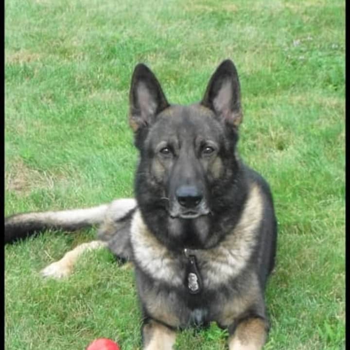 Retired Norwalk Police dog Nomak passed away Dec. 10. 