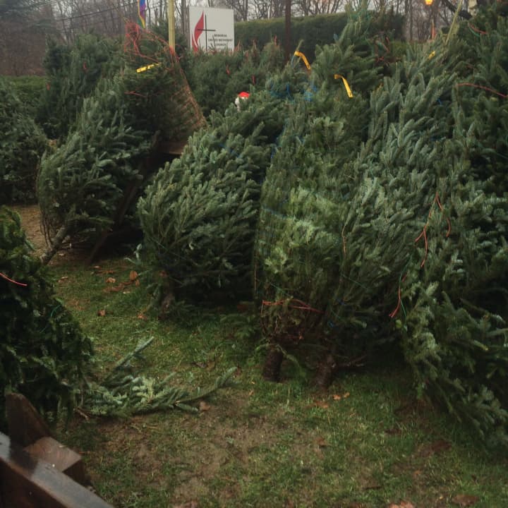 The Early Childhood Center&#x27;s Christmas tree sale was held on Bryant Avenue in White Plains.
