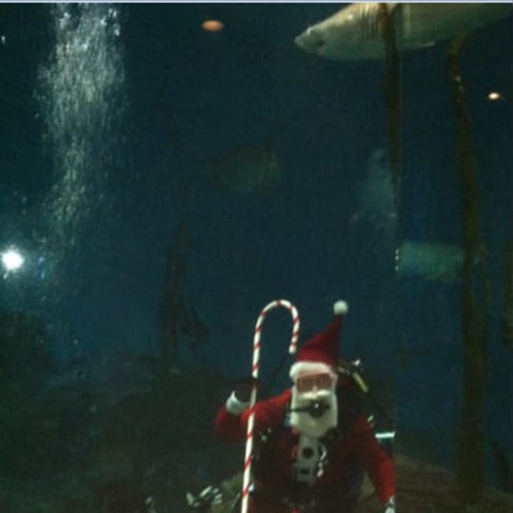 As a sand tiger shark swims overhead, Santa Claus goes for a dive in the shark tank at the Maritime Aquarium at Norwalk on Sunday.
