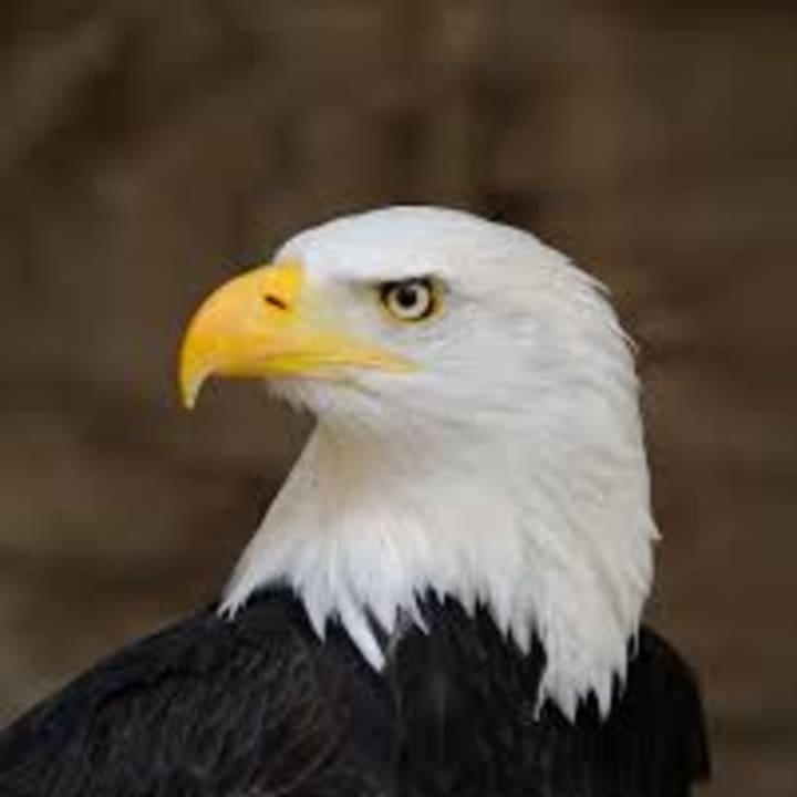 Officials are searching for information on the killing of a bald eagle.