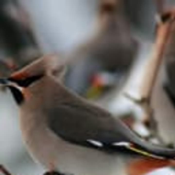  New Canaan Library will host Backyard Birding with the Connecticut Audubon Society on Saturday, Jan. 17.