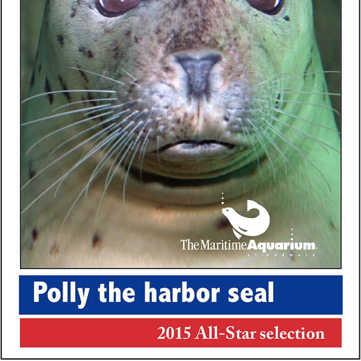 Polly the seal will make the Super Bowl XLIX pick at the Norwalk Maritime Aquarium Jan. 29. 