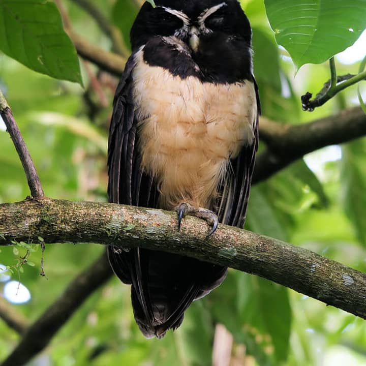A spectacled owl will be part of Animal Embassy in Ridgefield.