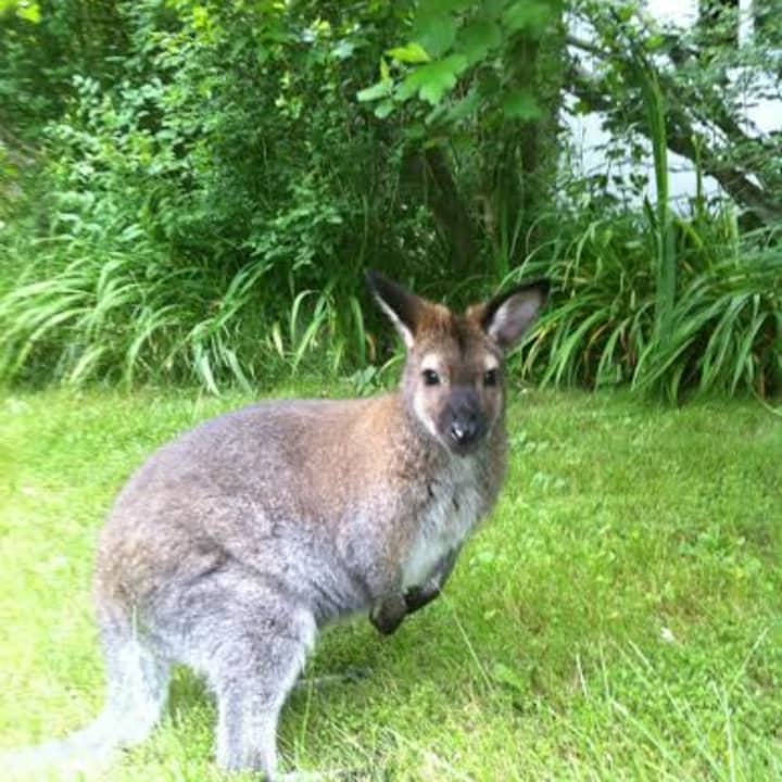 A missing wallaby is the top story from last week around Northern Westchester. 
