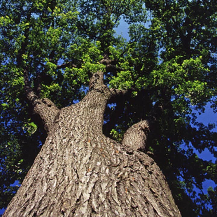 Celebrate Arbor Day on April 24 with fun facts and tree-related activities.