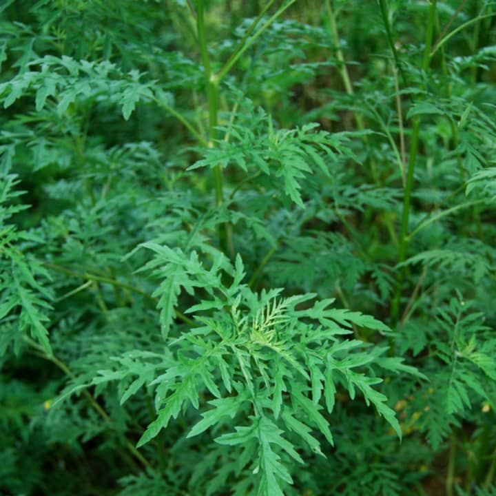New research published in the journal Nature Climate Change says climate change could directly impact the spread of ragweed pollen.