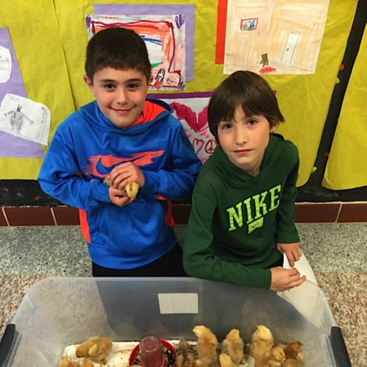 Students Dominic Ruggiero and Mateo Gallo (left to right) hold the chicks that hatched as part of the Pound Ridge Elementary School PTA sponsored Embryology and Incubation Program.
