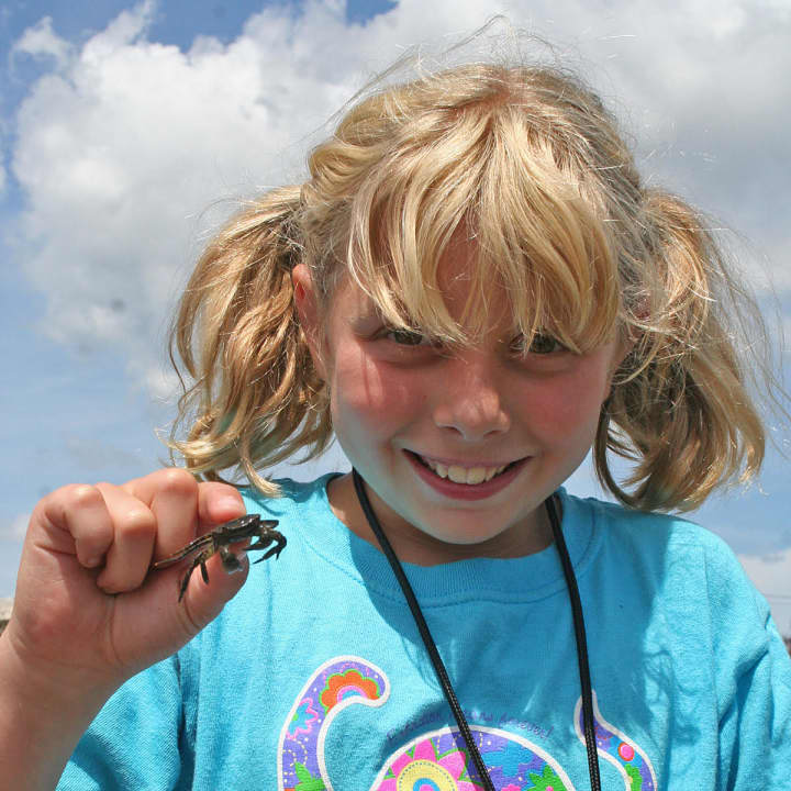 Heading to the beach to encounter crabs and other creatures is just one of the many activities for kids participating in The Maritime Aquarium at Norwalks summer camp programs, which run the weeks of June 22-26 through Aug. 17-21.