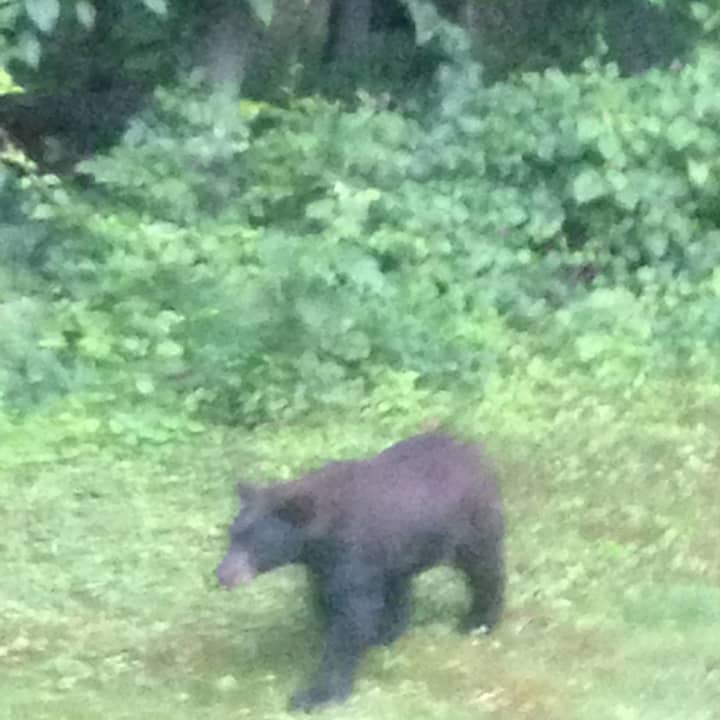 The black bear strolls about the yard on Briarwood Lane