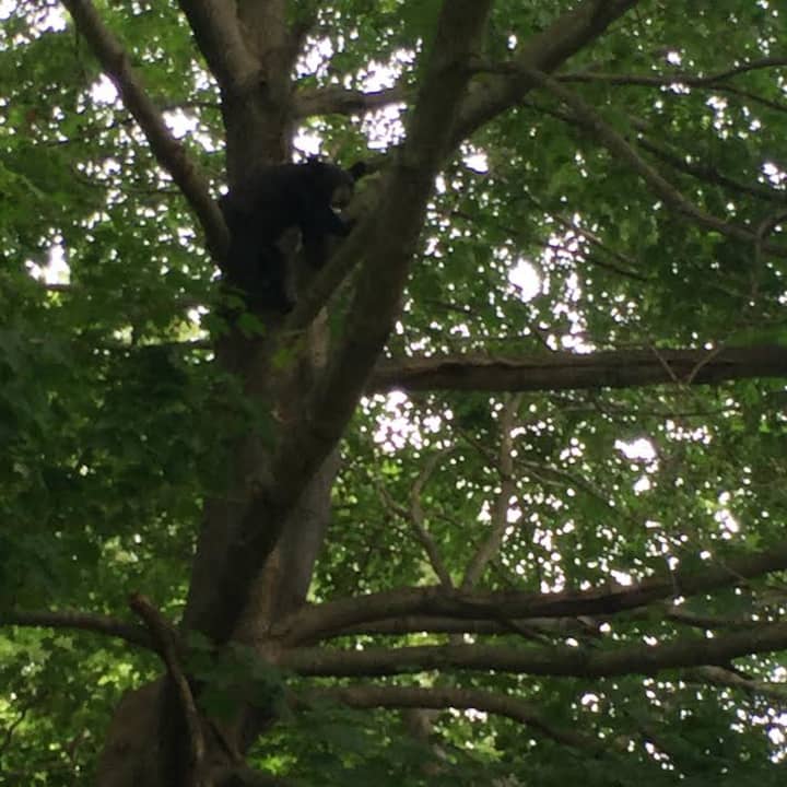 The bear cub goes up a tree in a Fairfield neighborhood on Thursday. 