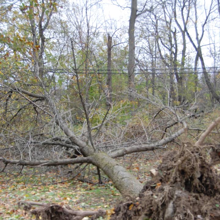 This tree on the Purchase College SUNY campus was uprooted by Hurricane Sandy.
