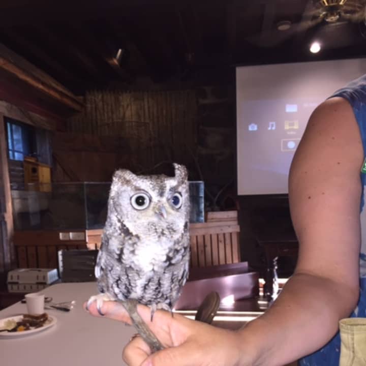 A screech owl was one of the special guests at the Scarsdale Chamber of Commerce networking meeting, held June 16 at the Greenburgh Nature Center.