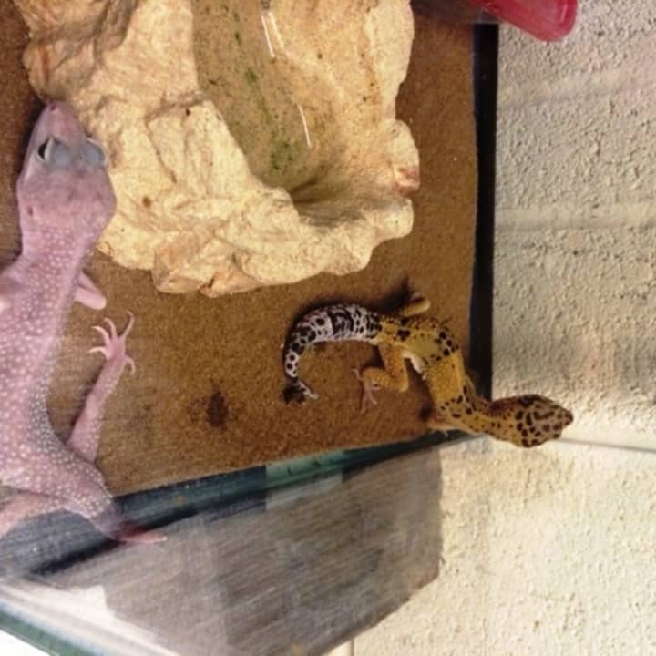 The SPCA of Westchester removed 35 reptiles from a residence in Port Chester.