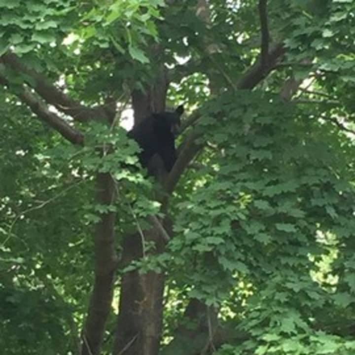 A young bear sleeps in a tree in a yard in Fairfield last month. 