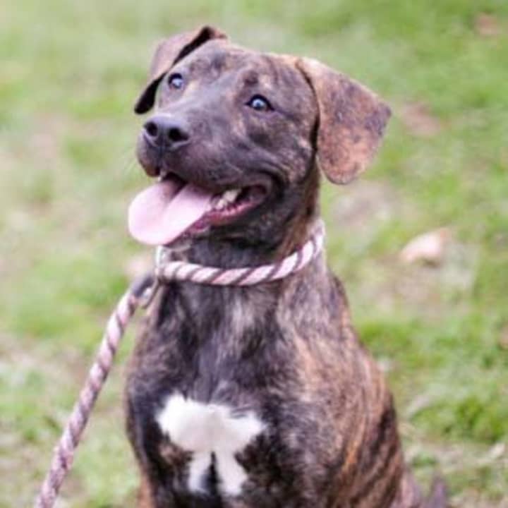 Annie, a mutt, is one of many adoptable pets available at the SPCA of Westchester in Briarcliff Manor.