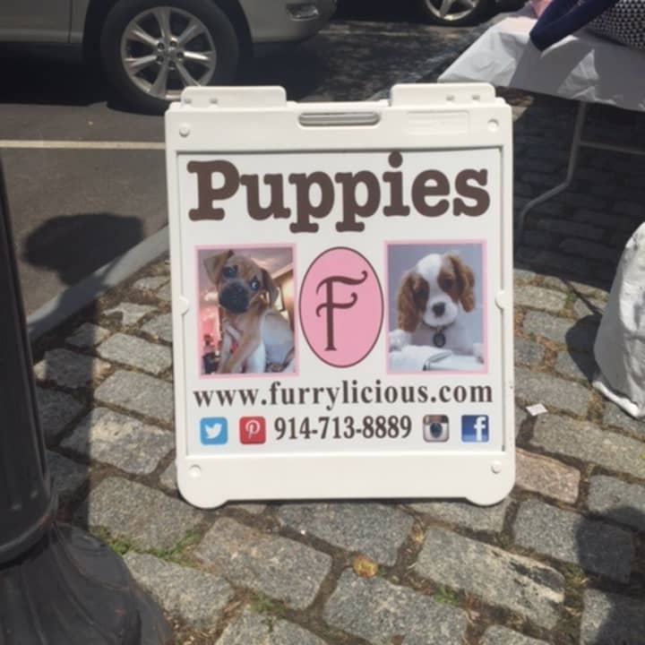 Furrylicious brought puppies to the sidewalk event in Scarsdale.