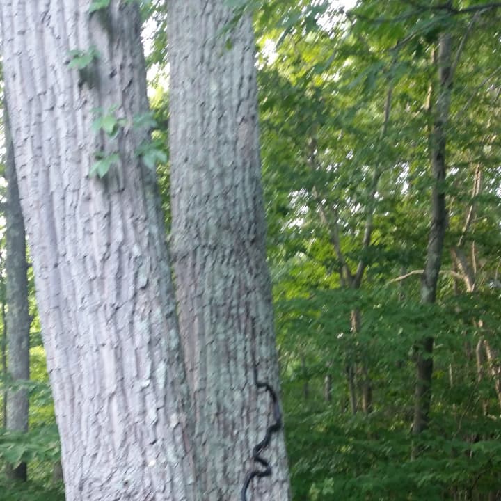 A Weston resident spotted a six-foot-long snake climbing a tree in her yard Tuesday evening.