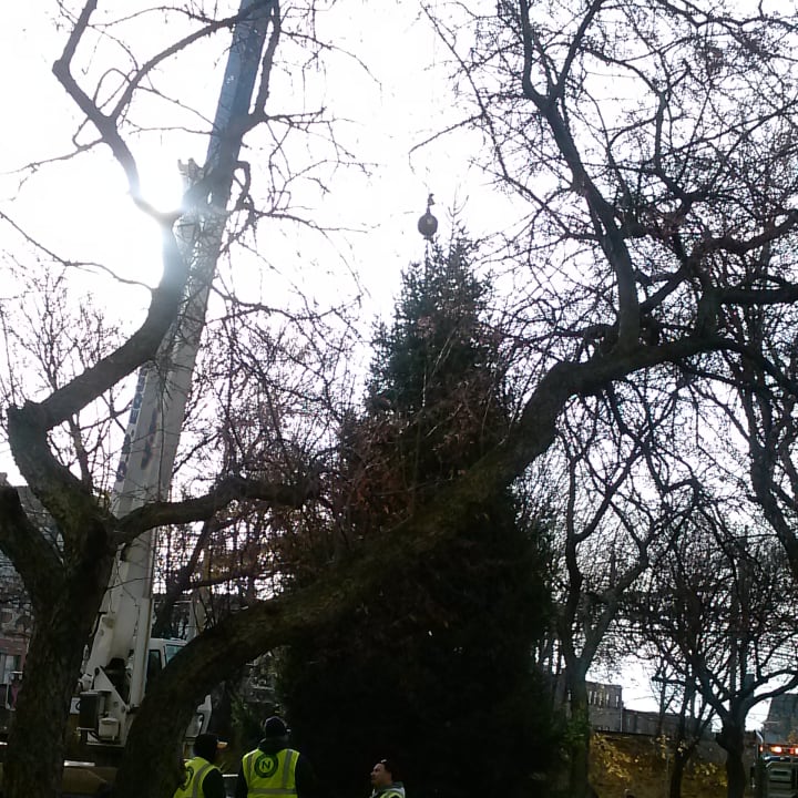 Workers recently set up the Christmas tree for Norwalk&#x27;s lighting ceremony at 50 Washington St.