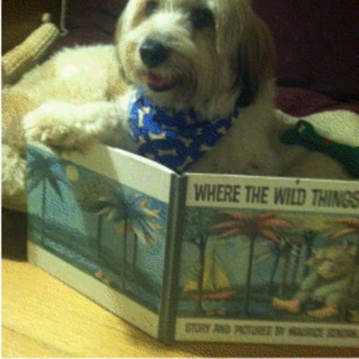 First- through fifth-graders can read with Fergus the dog at the Katonah Village Library on Thursday.