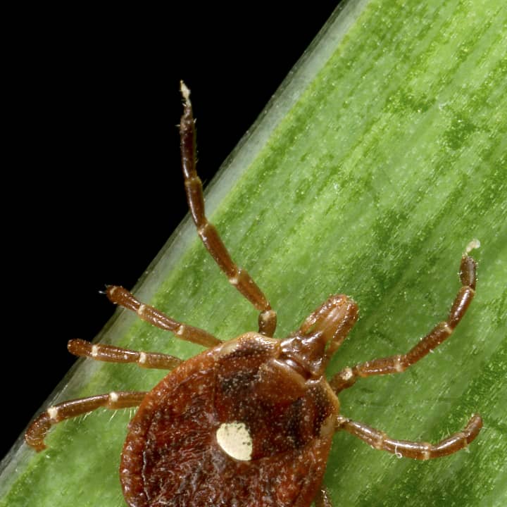 Some studies indicate that about 300,000 people in the U.S. are actually diagnosed with Lyme disease each year.