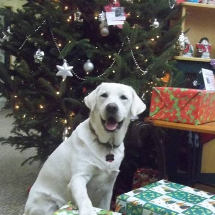 Santo -- a rescued dog -- is among the beneficiaries of Best Friends Pet Care&#x27;s annual holiday drive.