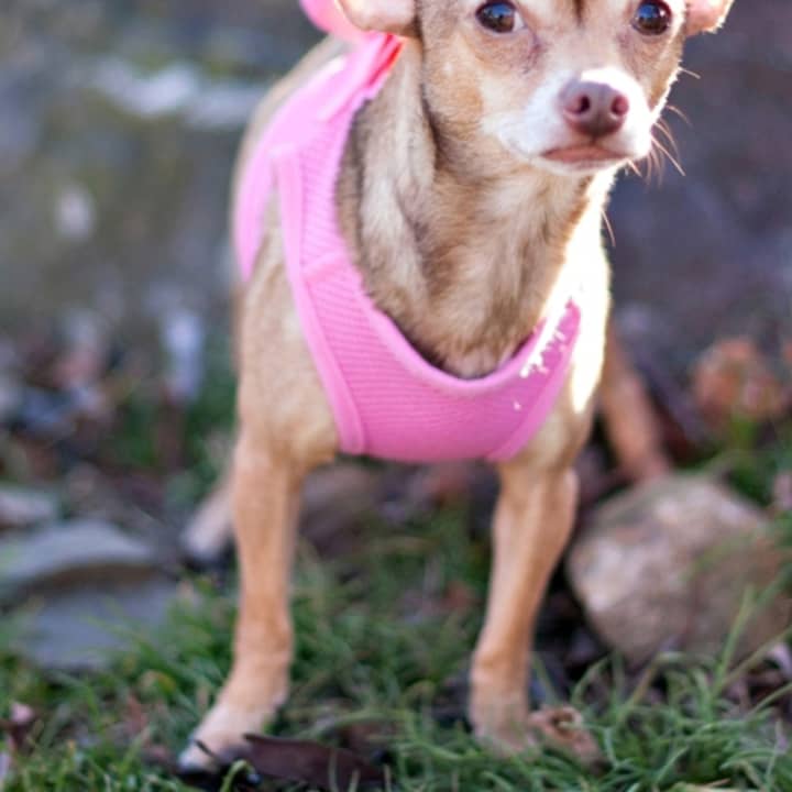 Chai Tea Latte, a chihuahua, is one of many adoptable pets available at the SPCA of Westchester in Briarcliff Manor.