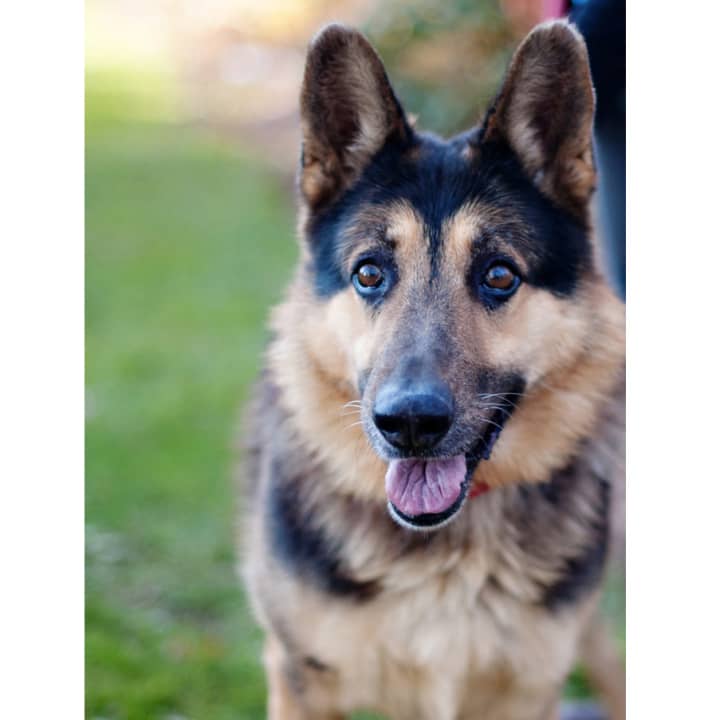 Lucky, a German shepherd, is one of many adoptable pets available at the SPCA of Westchester in Briarcliff Manor.