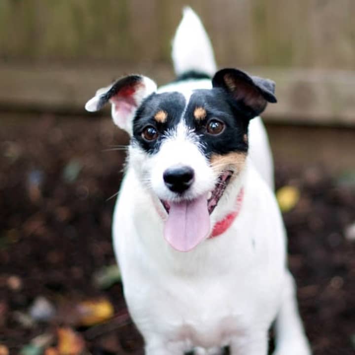 Maxi, a Jack Russell, is one of many adoptable pets available at the SPCA of Westchester in Briarcliff Manor.