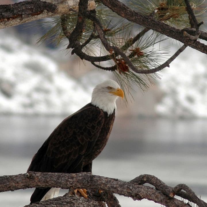 Check out the Sawmill River Audubon&#x27;s Eagle Monitoring event at the Verplanck Dock. 