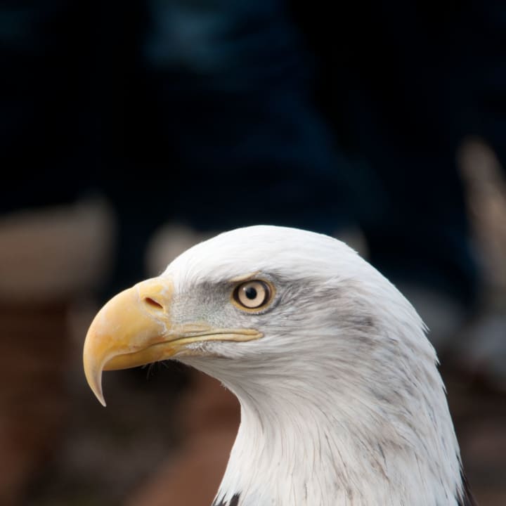 A bald eagle at 2012&#x27;s Eaglefest at Teatown Lake Reservation.