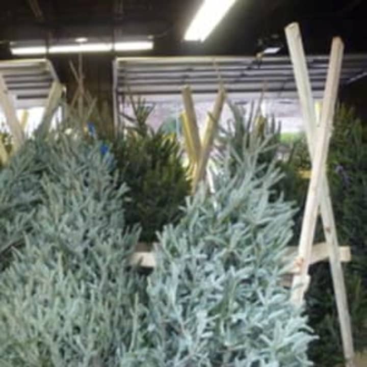 The town of North Castle is providing free Christmas tree pick-up with no deadline.
