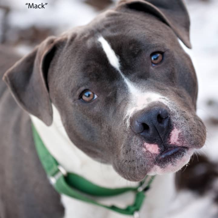 Mack, an American Staffordshire mix, is one of many adoptable pets available at the SPCA of Westchester in Briarcliff Manor.
