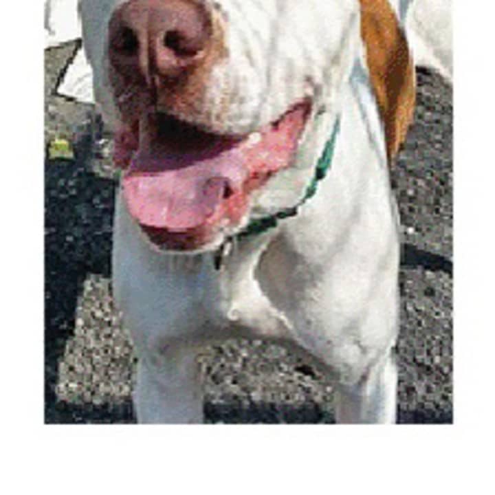 Gilligan, a pointer/pit mix, is one of many adoptable pets available at the Putnam Humane Society in Carmel.