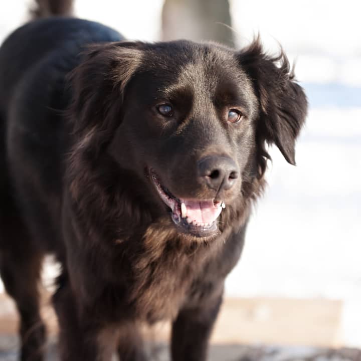 Blackie is a 4-year old retriever mix in need of a home.