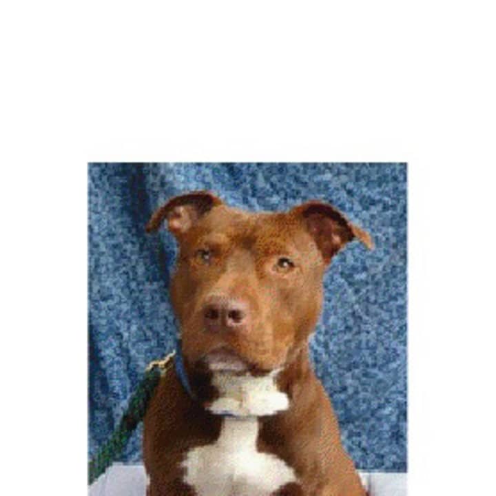 Blake, a pitbull, is one of many adoptable pets available at the Putnam Humane Society in Carmel.