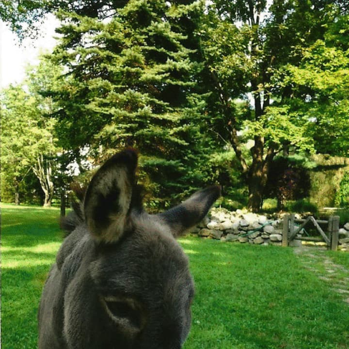 Chipper, a 20-year-old miniature donkey, is pictured here in an earlier photo. He has received an outpouring of support from New Canaan residents after being attacked by two dogs this week. 