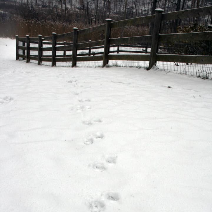 An animal tracked through the new snowfall Monday.