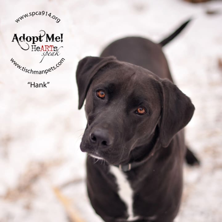 Hank, a Labrador mix, is one of many adoptable pets available at the SPCA of Westchester in Briarcliff Manor.