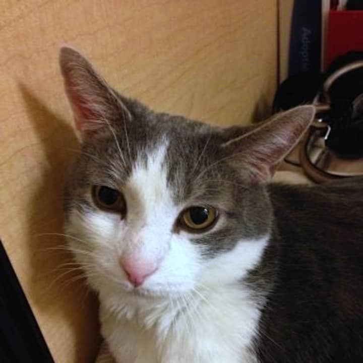 Nicky, a young gray-and-white male cat, needs to find a loving home in Yonkers.