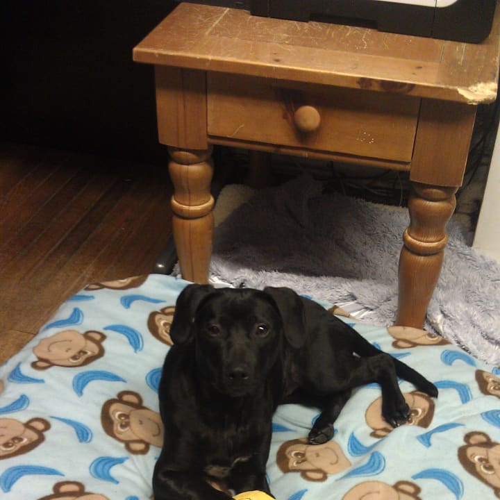 Grace is an 8-month old spayed, lab-hound mix. 